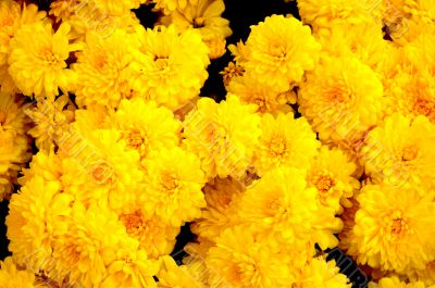 Yellow mums
