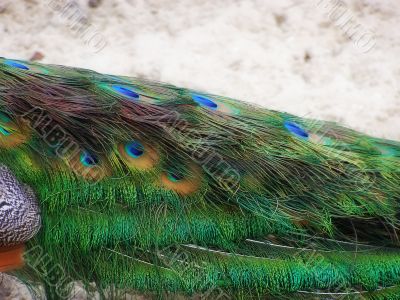 tale male peacock