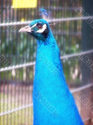 male peacock