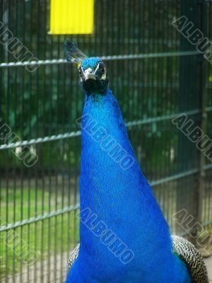 male peacock