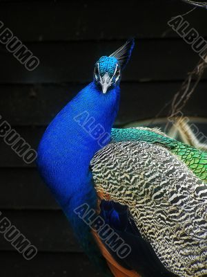 male peacock
