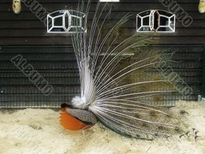 male peacock