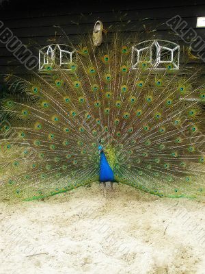 male peacock