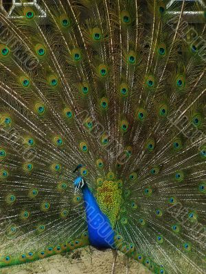 male peacock