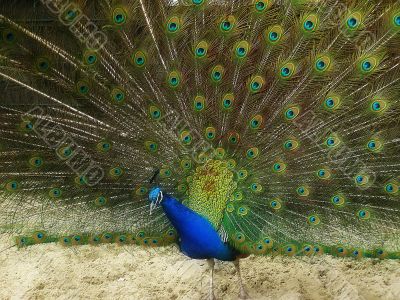 male peacock