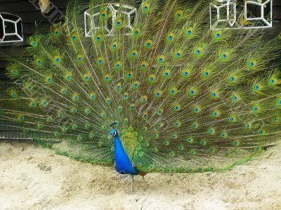 male peacock