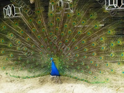 peacock