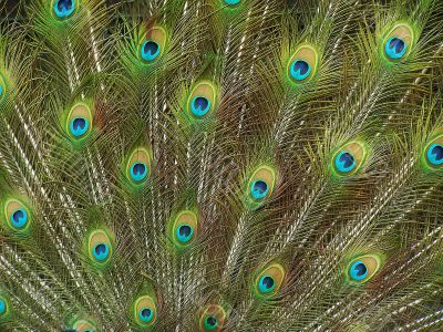 feathers of peacock