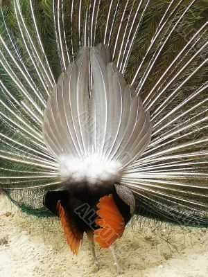 back of male peacock