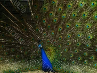 male peacock