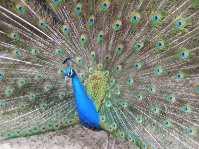 male peacock