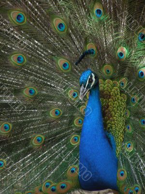male peacock