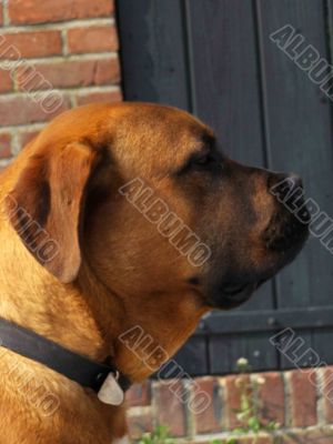 big doggie