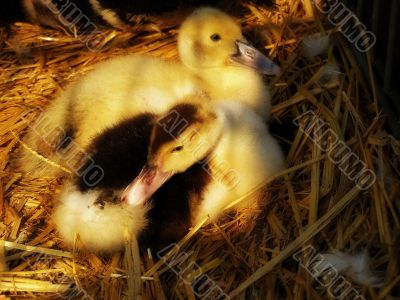 baby ducks