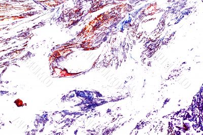 Dry wood texture abstract