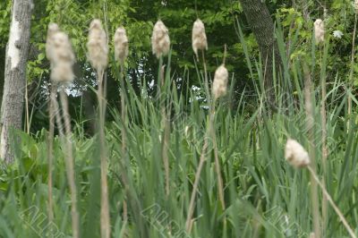 Cattails