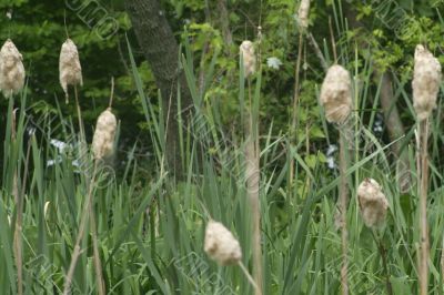 Cattails
