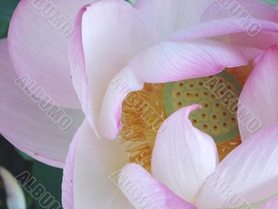 Lotus Flower
