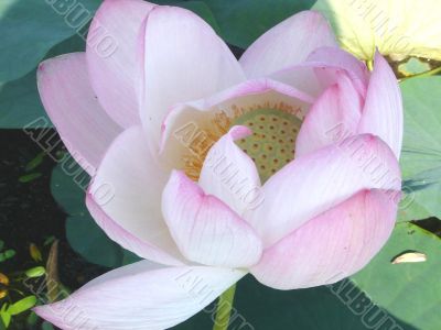 Lotus Flower
