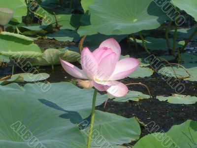Lotus Flower
