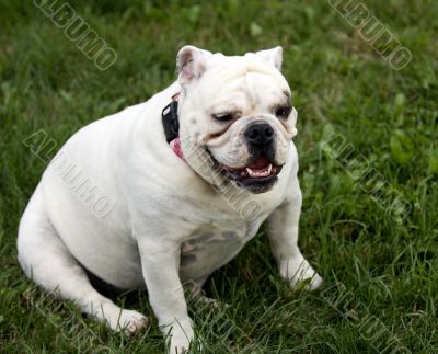 English Bulldog