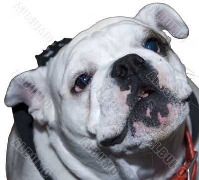 Close-Up Bulldog Nose