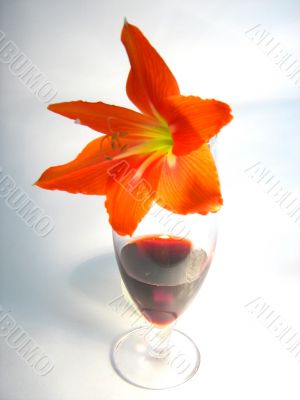 Red wine in the glass in the candle light