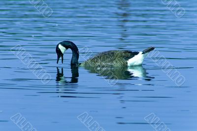 Goose