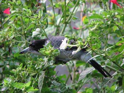 Butcher Bird