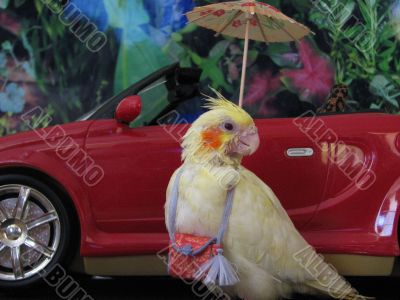 Cockatiel on Holiday