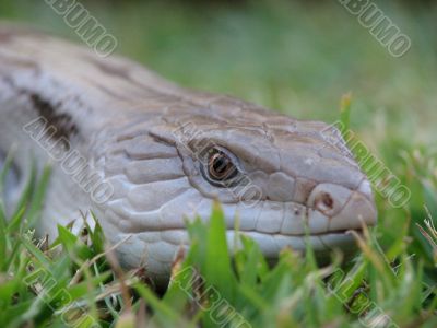 Blue tounge lizard