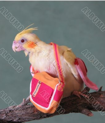 Cockatiel with handbag