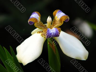 Iris color