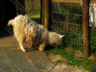 sheep
