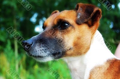 jack russel