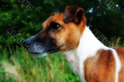 jack russel