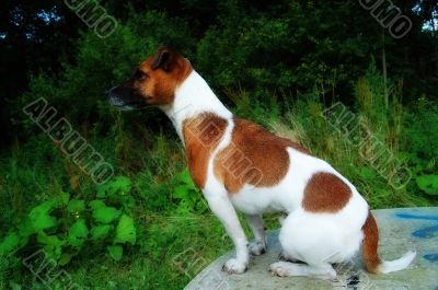 jack russel