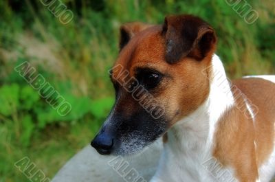 jack russel