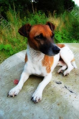 jack russel