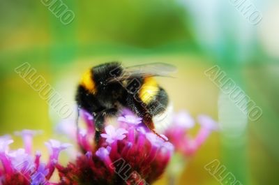 flower with bee