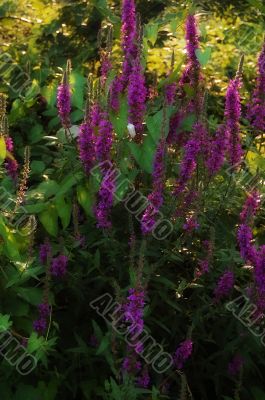 purple flowers