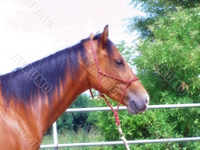 horse