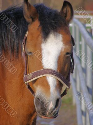 horse