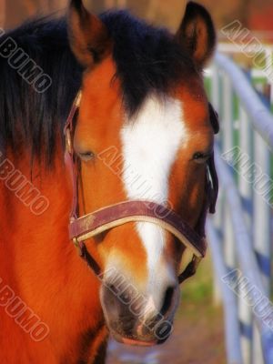 horse