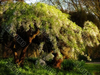tree with blossom