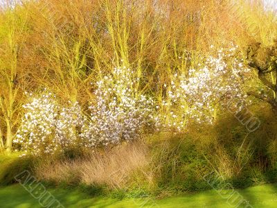 tree with blossom