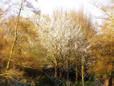 tree with blossom