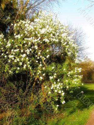 tree with blossom