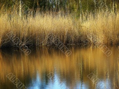 grass near river