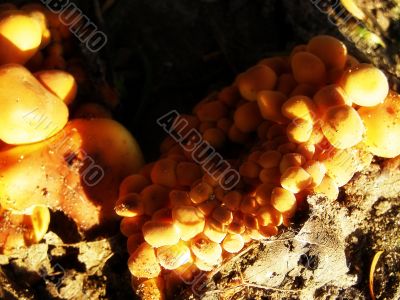 mushrooms